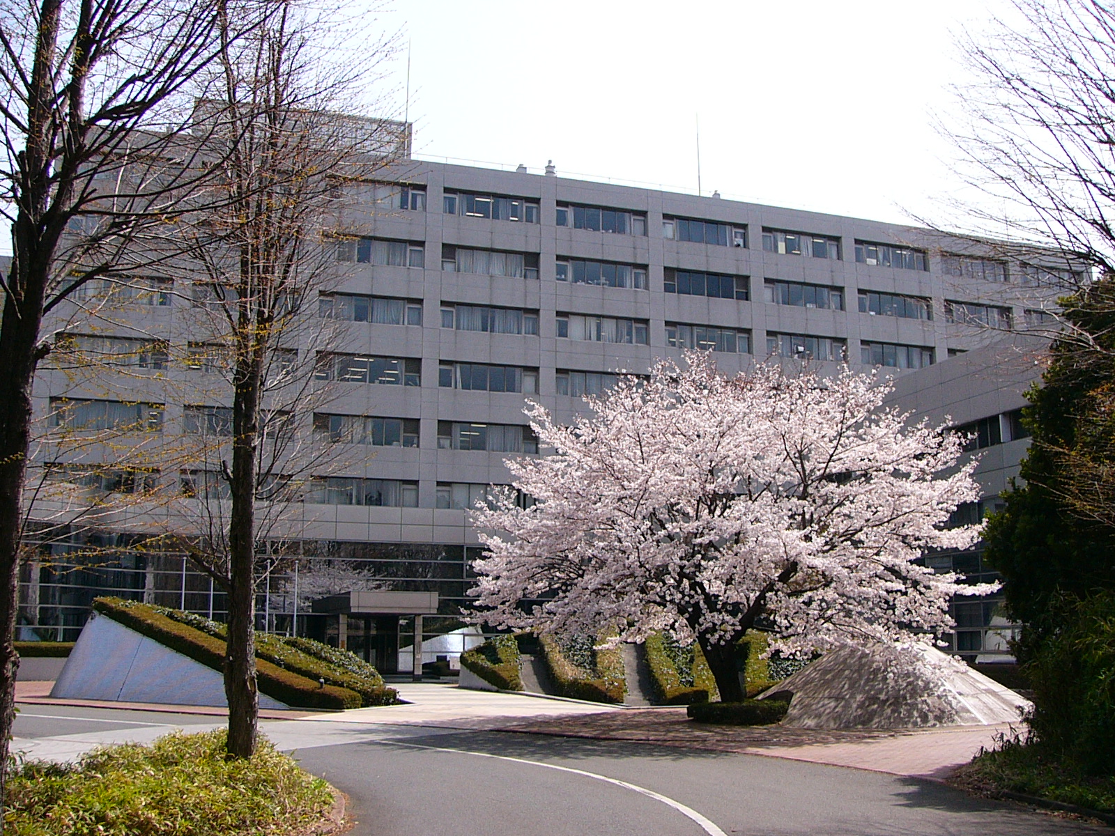 sakura